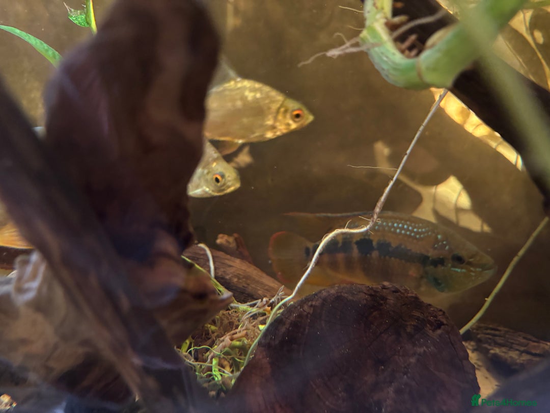 Cichlids fish for sale: Large Cichlids and Dithers - Image 4