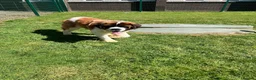 Saint Bernard dogs for sale: 4 beautiful kc reg st bernerd puppies. in Wisbech - Advert 21