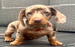 Miniature Dachshund dogs for sale: Miniature Dachshund Puppies - Image 8