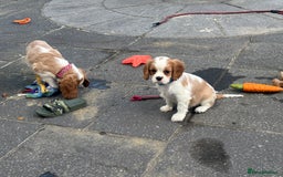 Cavalier King Charles Spaniel dogs for sale: Cavalier King Charles  - Image 12