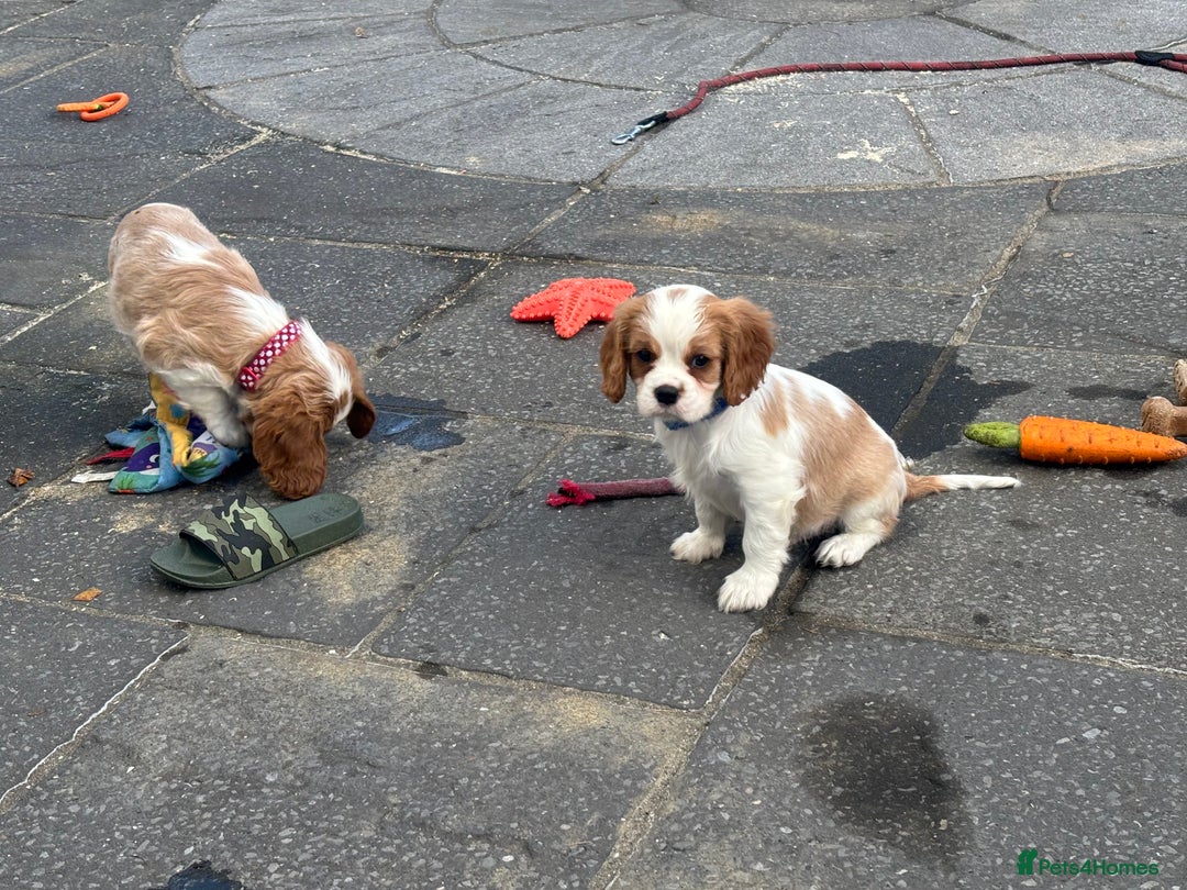 Cavalier King Charles Spaniel dogs for sale: Cavalier King Charles  - Image 12