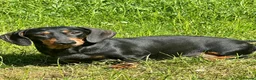 Dachshund dogs for sale: Wire haired & smooth recessives dachshunds - Advert 9