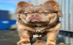 French Bulldog dogs for sale: Beautiful small build fluffy/fluffy carrier french - Image 35