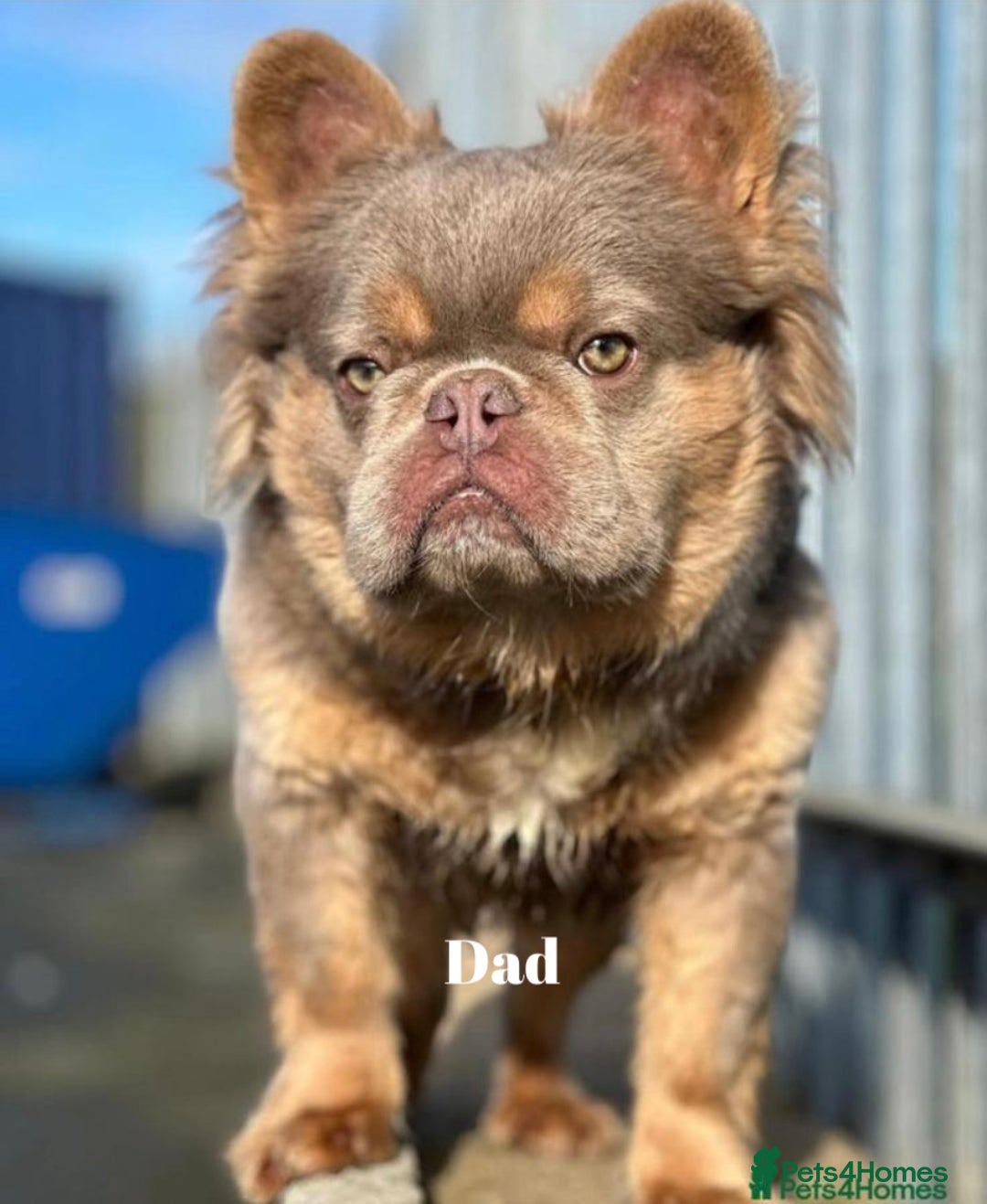 French Bulldog dogs for sale: Beautiful small build fluffy/fluffy carrier french - Image 35