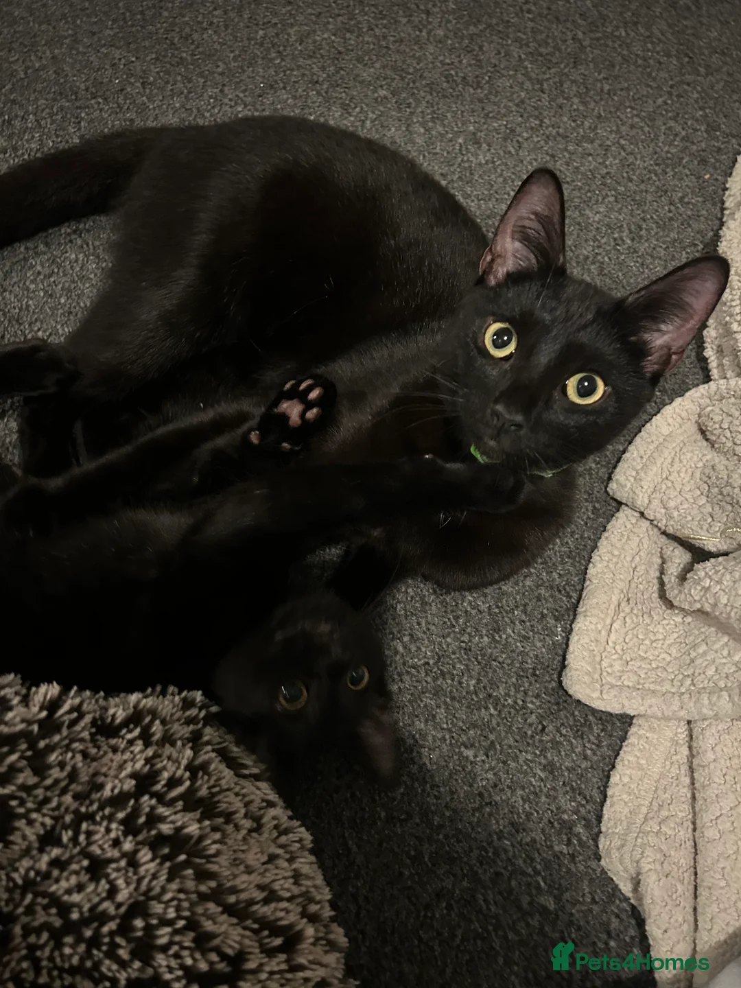 Mixed Breed cats for sale: Beautiful kittens  - Advert 1