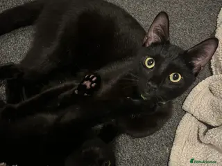 Mixed Breed cats Beautiful kittens - Advert 1