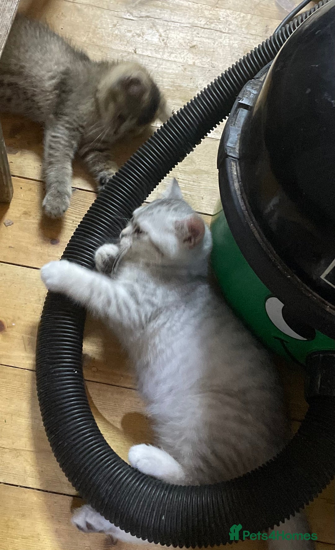 British Shorthair cats for sale: Golden brown tabby and silver  - Image 1
