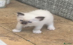 Ragdoll cats for sale: Rare champion lilac/flame/tortie Ragdoll kittens in Hook - Image 10