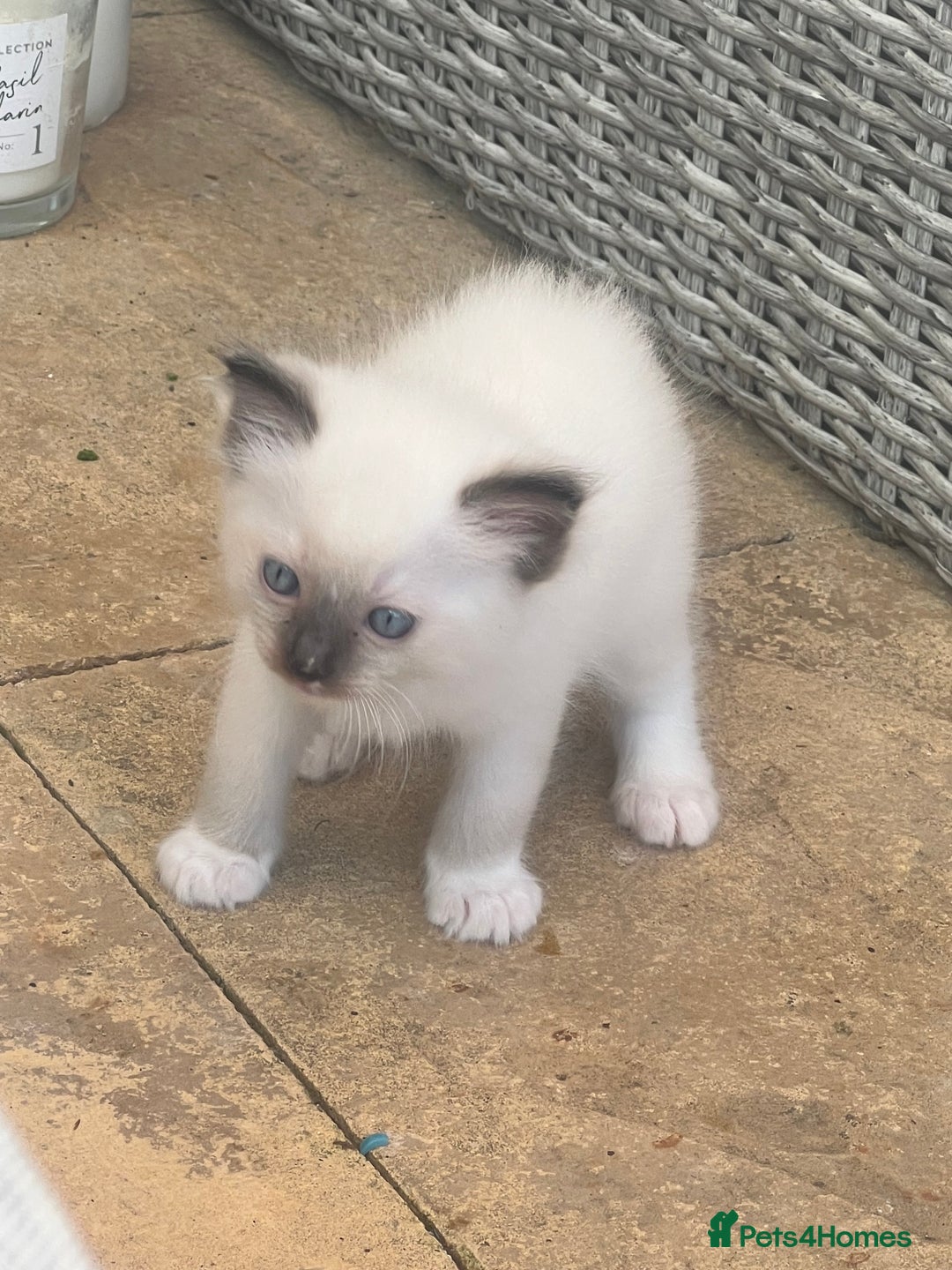 Ragdoll cats for sale: Rare champion lilac/flame/tortie Ragdoll kittens in Hook - Image 10