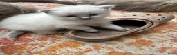 Ragdoll cats for sale: One handsome ragdoll boy kitten  for sale  - Advert 4