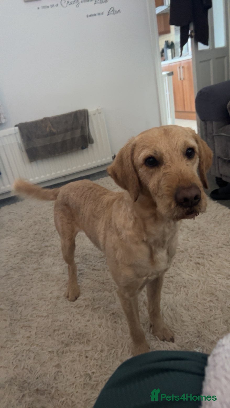 Labradoodle dogs Max parkin in Wingate - Advert 3