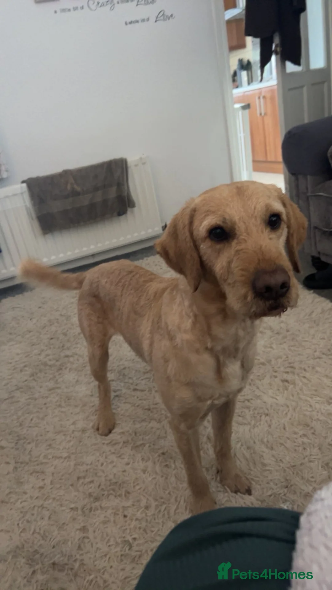 Labradoodle dogs for stud: Max parkin in Wingate - Advert 1