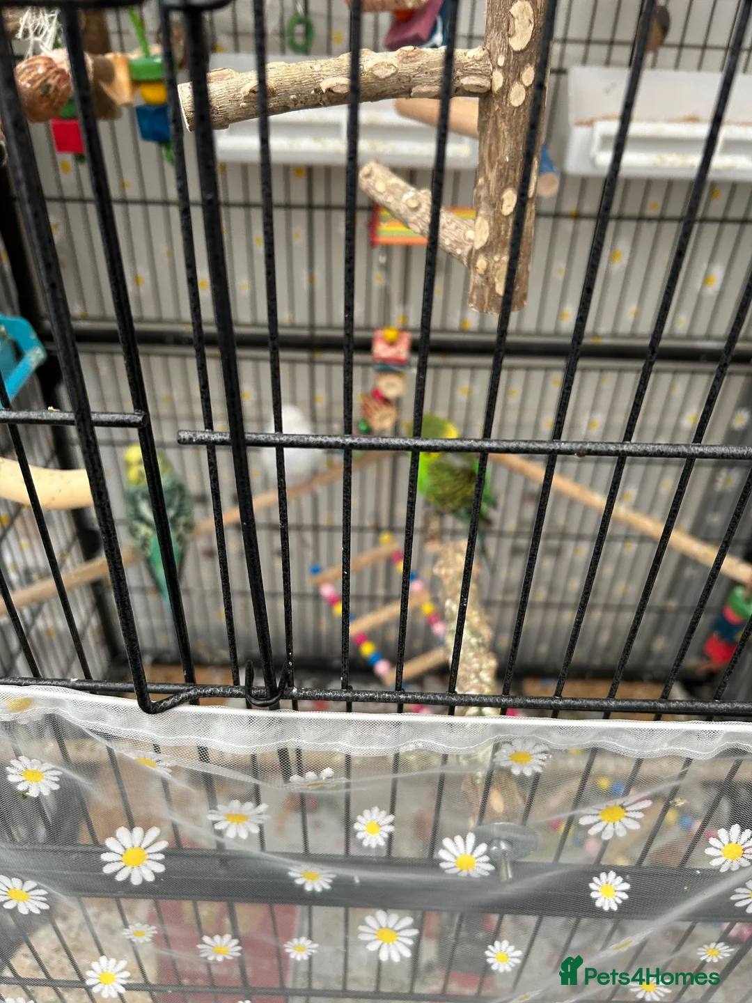 Budgerigars birds for sale: 4 budgies looking for their for ever home.  - Advert 14
