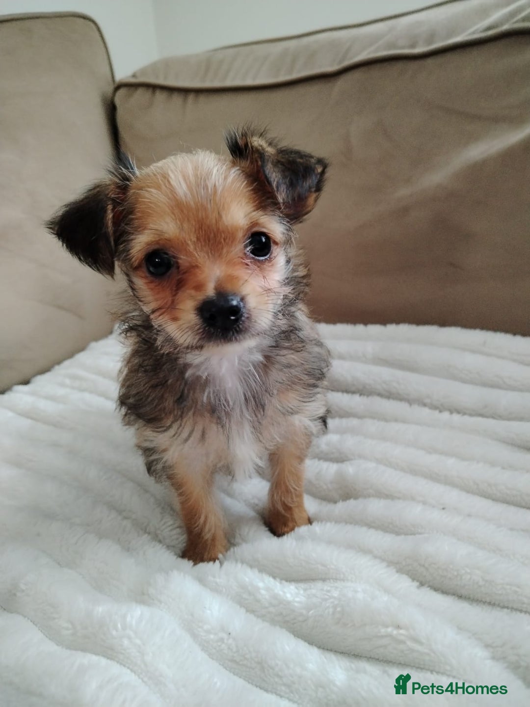 Chorkie dogs for sale: Chihuahua/yourkshire terrier pups - Image 4