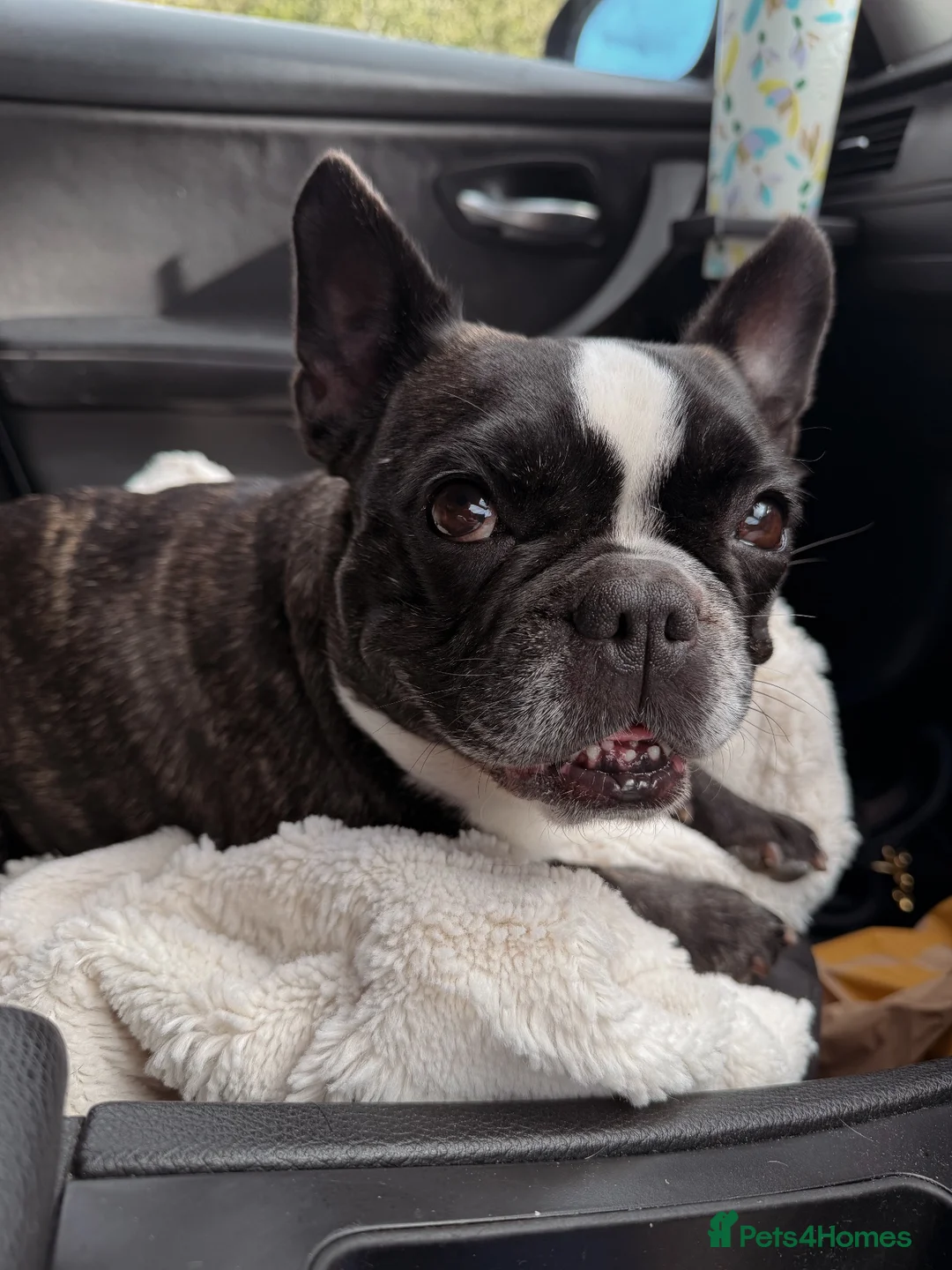 French Bulldog dogs for sale: Reeva French Bulldog - Advert 1