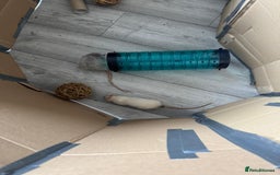 Rat rodents for sale: 2 male (Baby) rats for sale  - Image 1