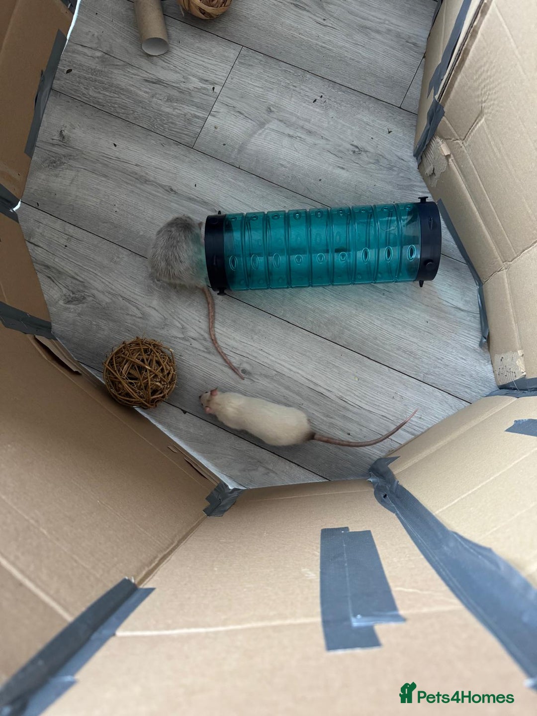 Rat rodents for sale: 2 male (Baby) rats for sale  - Image 1