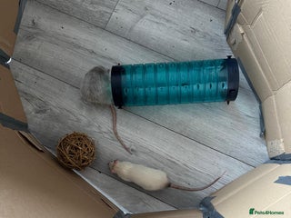 Rat rodents - Advert 5