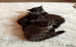Mixed Breed cats for sale: Beautiful Maine Coon cross kittens - Image 4