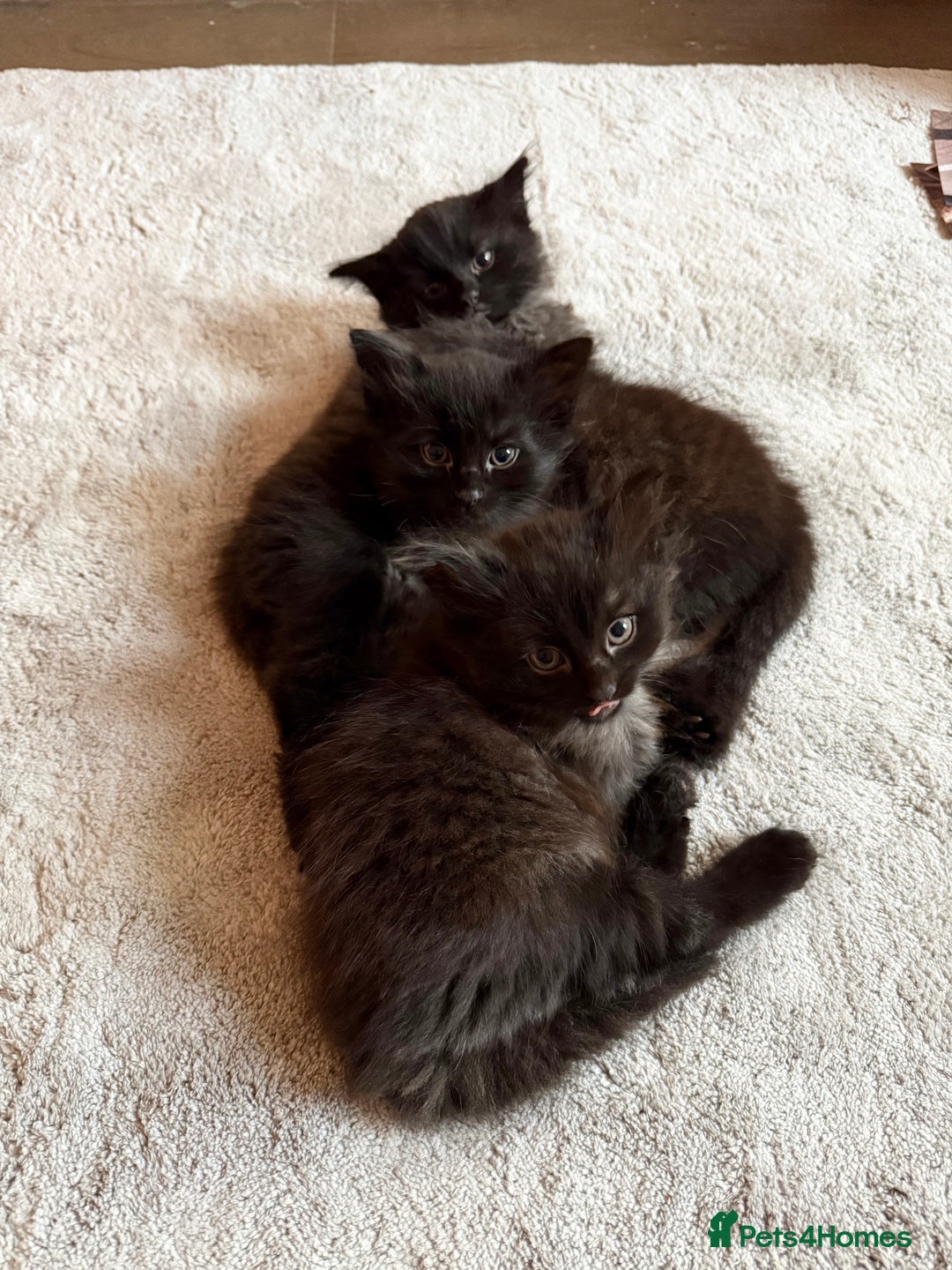 Mixed Breed cats for sale: Beautiful Maine Coon cross kittens - Image 4