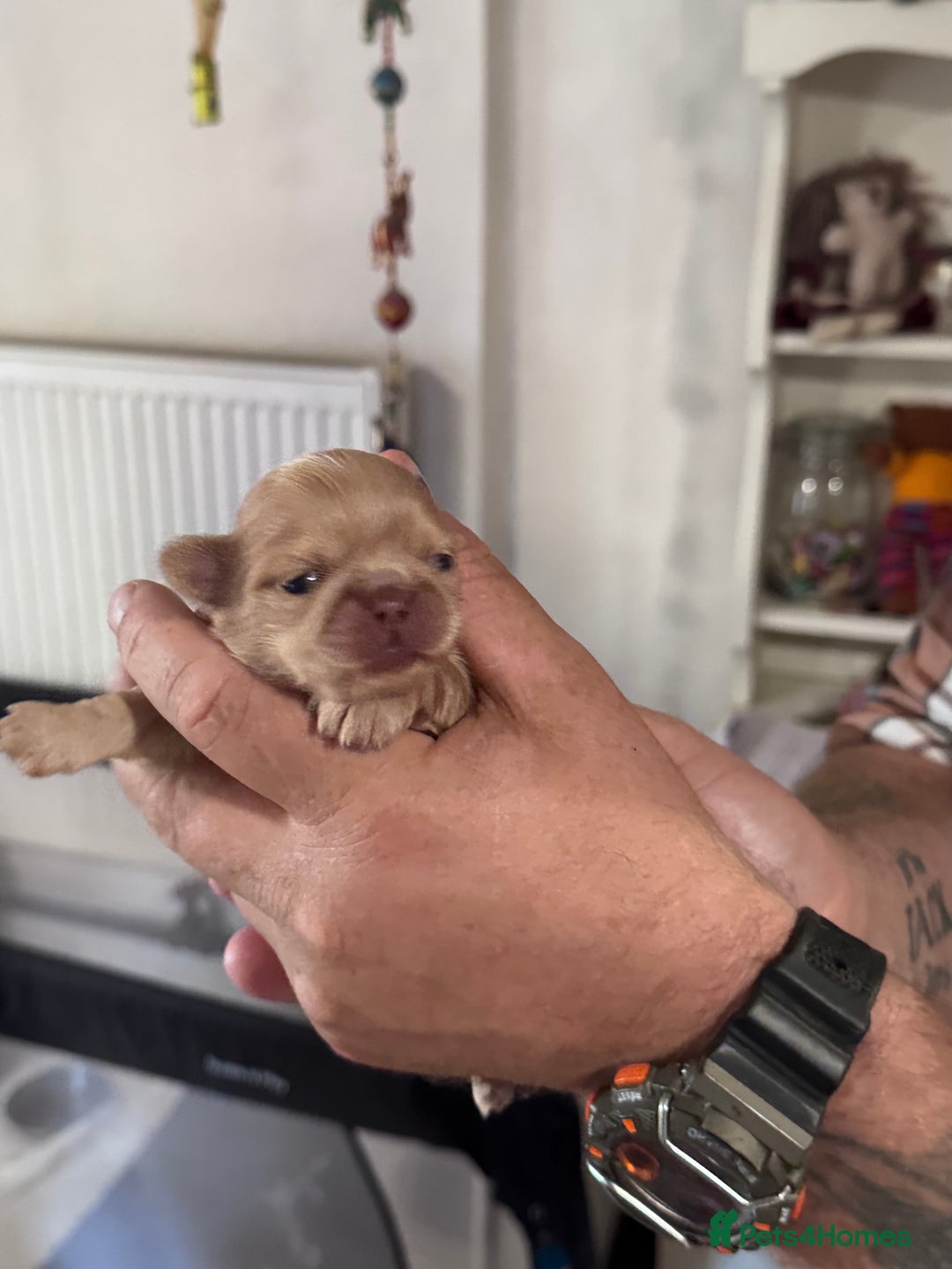 Shih Tzu dogs for sale: KC Registered Imp Shihtzu pups - Image 2