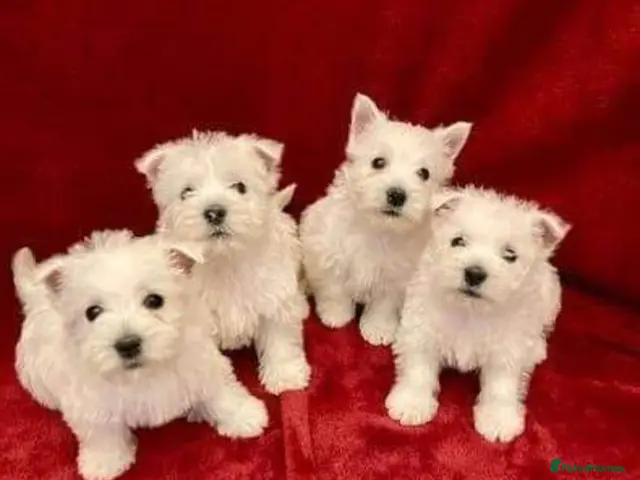 West Highland Terrier dogs for sale: KC WEST HIGHLAND PUPPIES READY - Advert 4