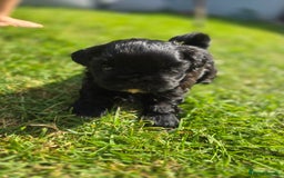 Shih Tzu dogs for sale: Shih Tzu Imperial (Karashishi) - Image 9