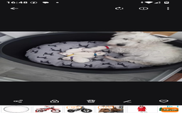 West Highland Terrier dogs for sale: 5 Beautiful Westie pups for sale 4 Girls 1 Boy - Image 1