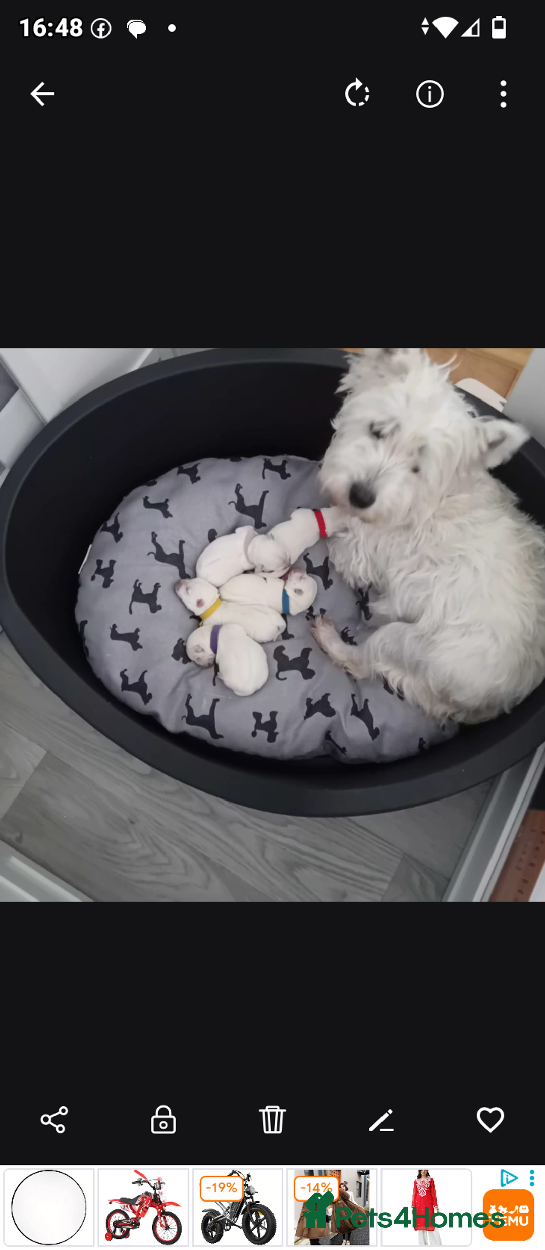 West Highland Terrier dogs for sale: 5 Beautiful Westie pups for sale 4 Girls 1 Boy - Image 1