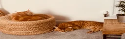 Maine Coon cats for sale: Active Maine Coon cats looking forever homes - Advert 8