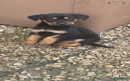 Mixed Breed dogs for sale: Puppies - Image 9