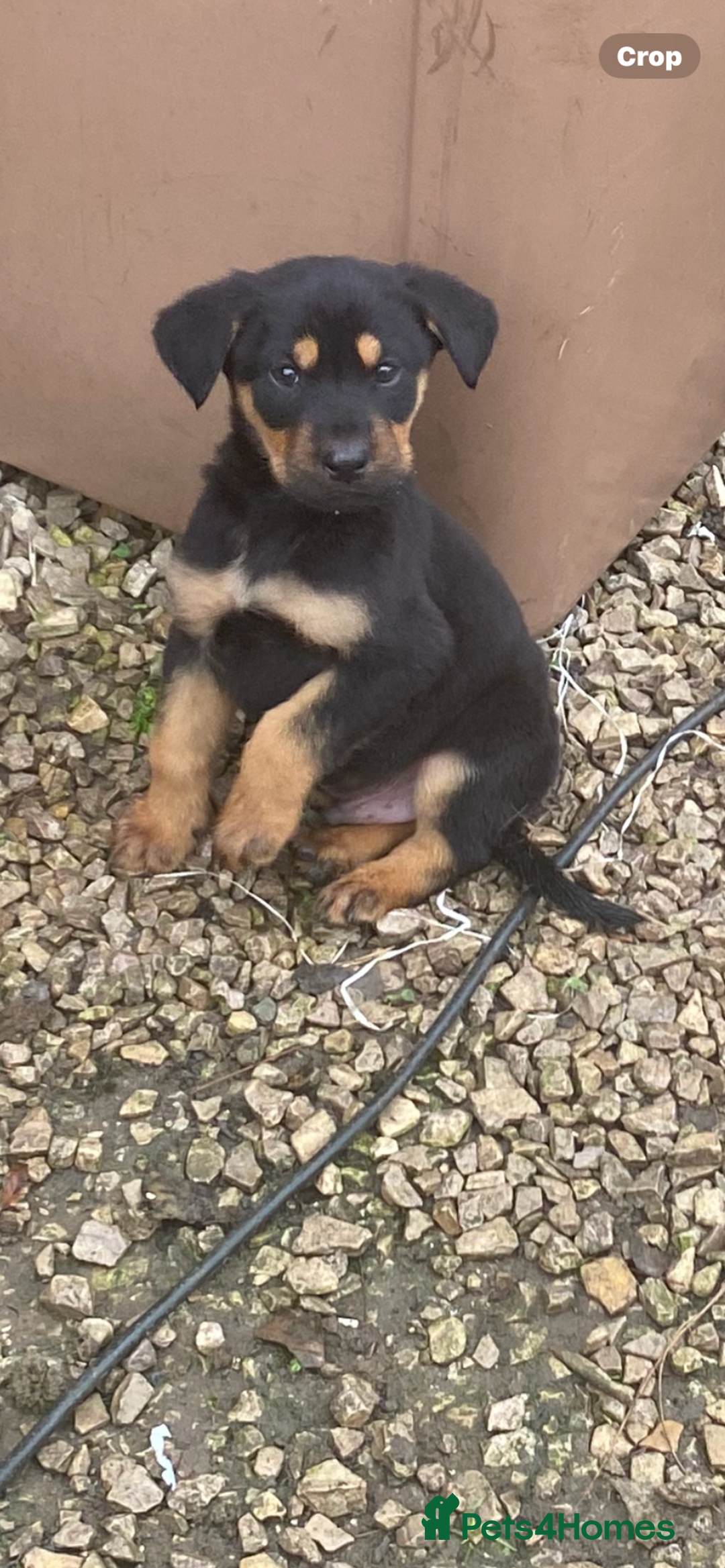 Mixed Breed dogs for sale: Puppies - Image 9