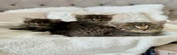Mixed Breed cats for sale: Kittens looking for new home in Mansfield - Advert 14