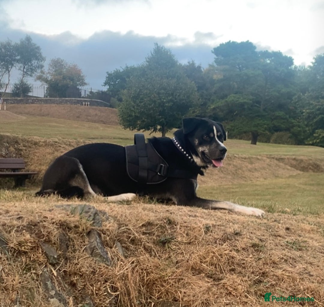 Mixed Breed dogs for sale: American bulldog cross husky  - Advert 4