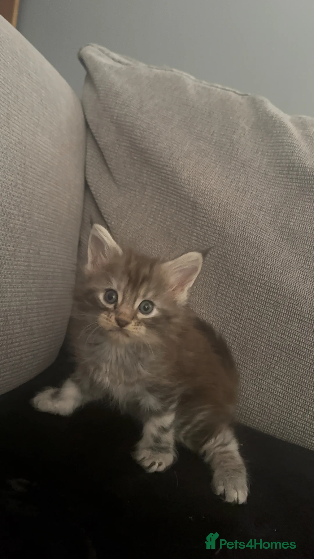 Maine Coon cats for sale: Full Maine Coon female - Advert 2