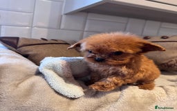 Cavapoo dogs for sale: STANLEY 🎀 - Image 19