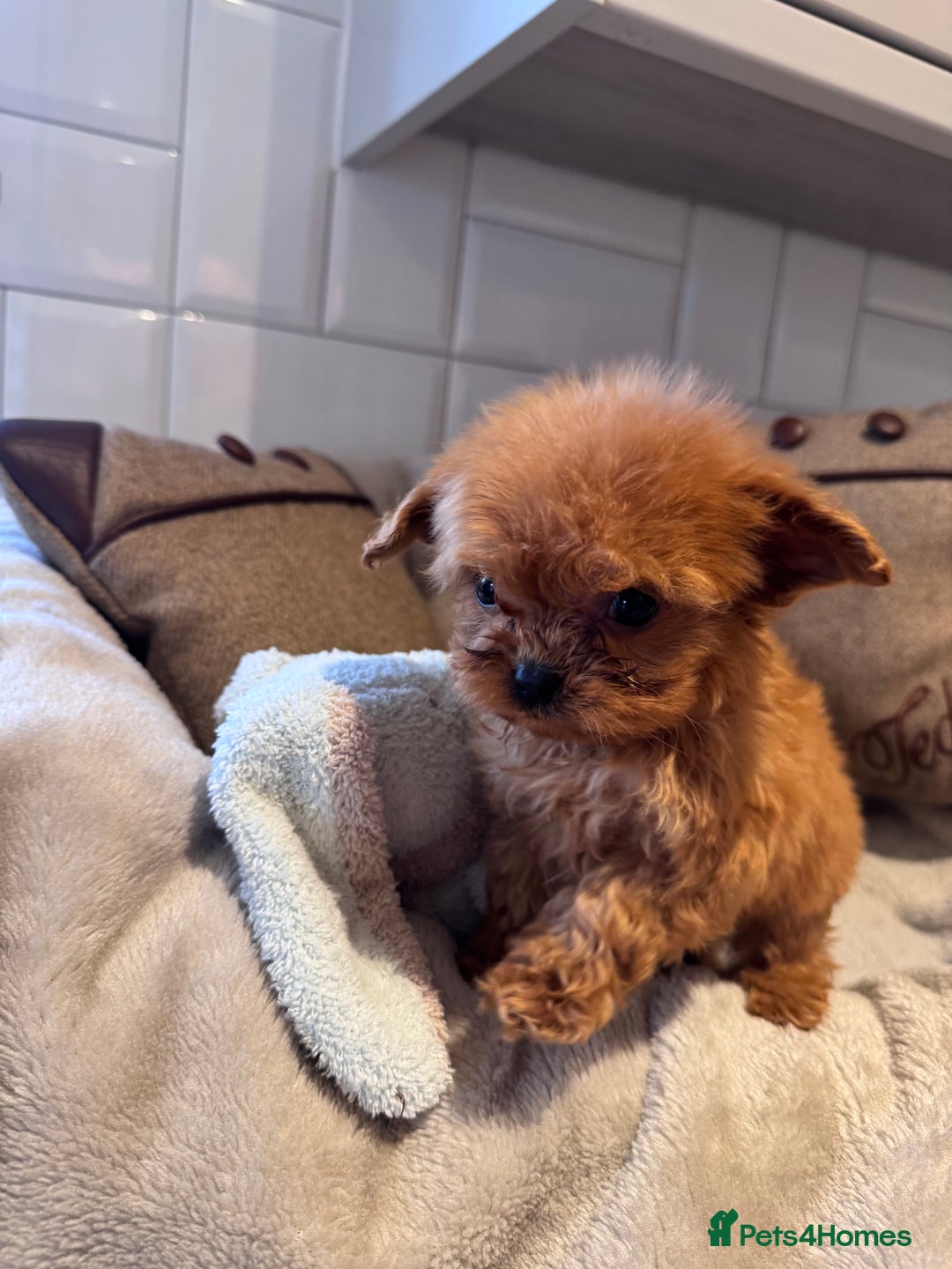 Cavapoo dogs for sale: STANLEY 🎀 - Image 19