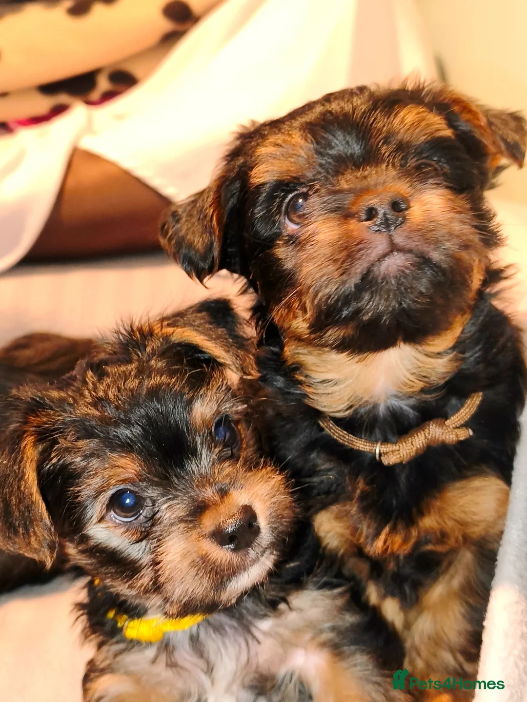 Yorkshire Terrier dogs for sale: Yorkshire Terrier one Puppy boy ready for new home - Advert 2