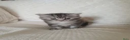 Mixed Breed cats for sale: 2 Cheeky Little Kittens - Advert 4