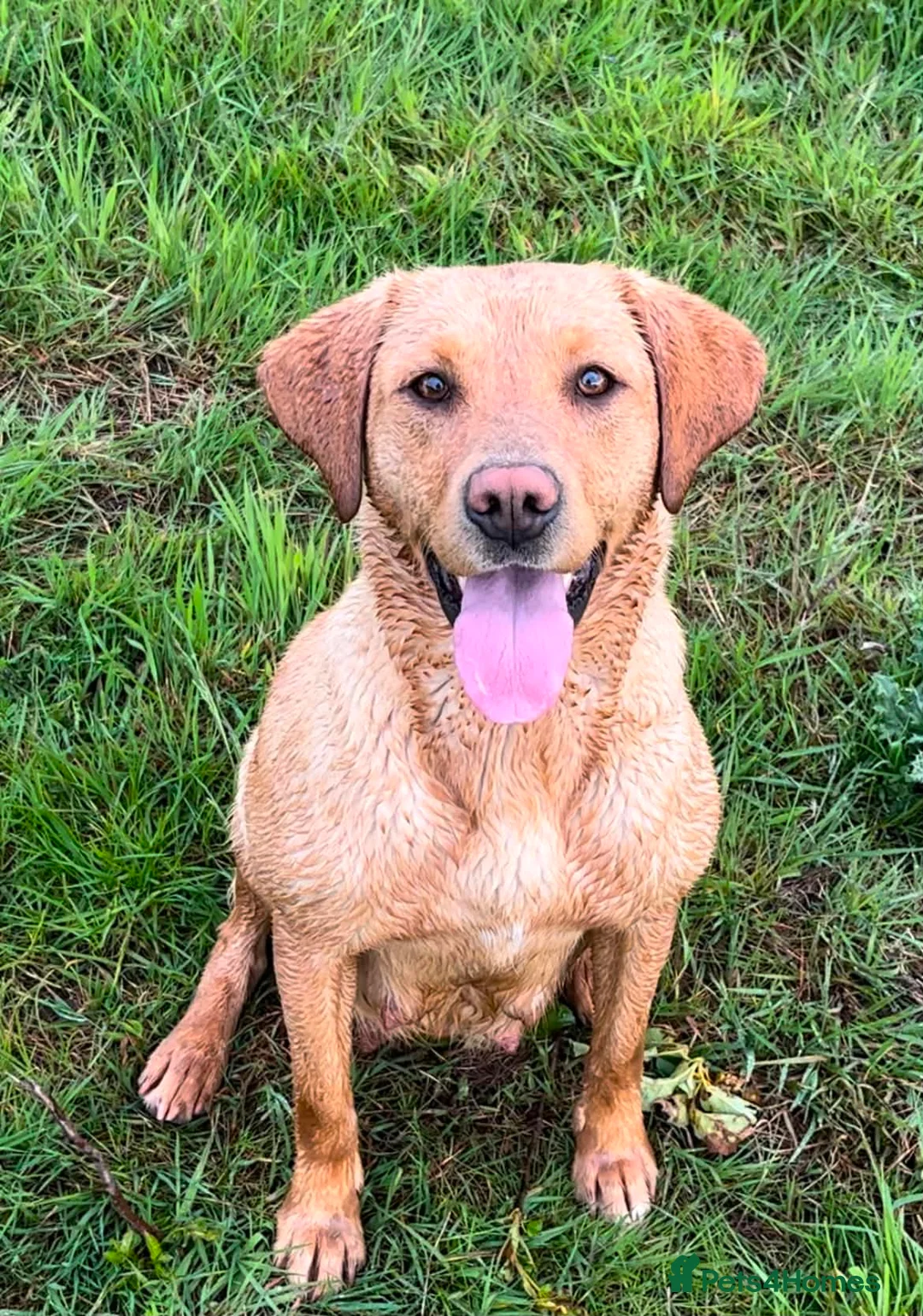 Labrador Retriever dogs for sale: 2 Fox Red Labs - Advert 10