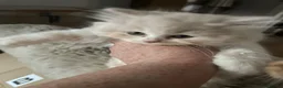 British Longhair cats for sale: British Lonhair Cross Kittens in Amersham - Advert 9