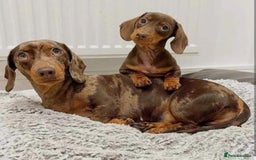 Miniature Dachshund dogs for sale: Miniature Dachshund Puppies  - Image 5