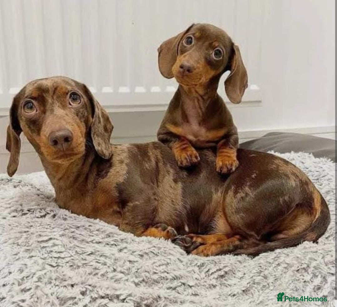 Miniature Dachshund dogs for sale: Miniature Dachshund Puppies  - Image 5