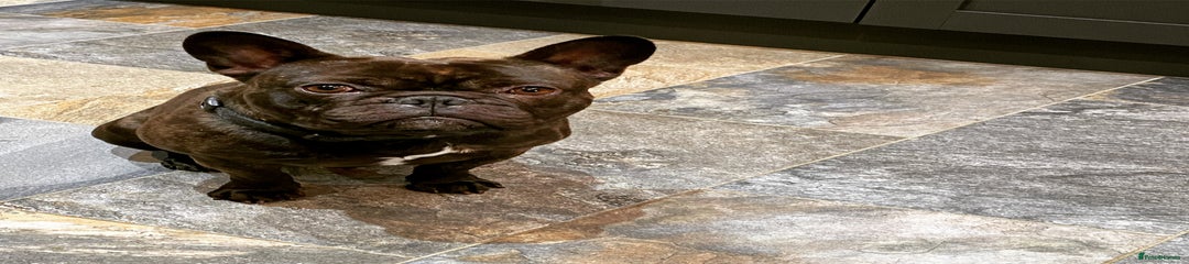 French Bulldog Puppy 1