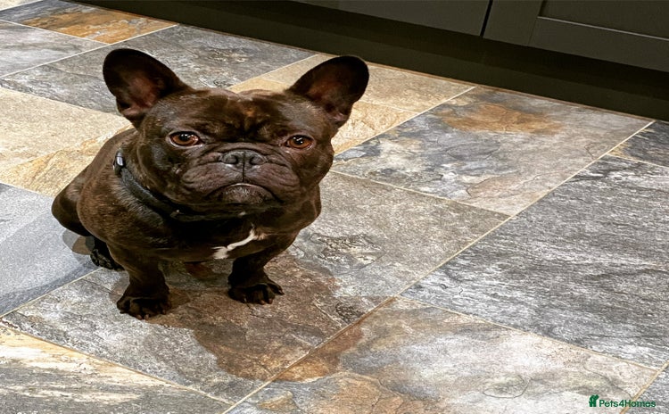 French Bulldog dogs - Advert 6