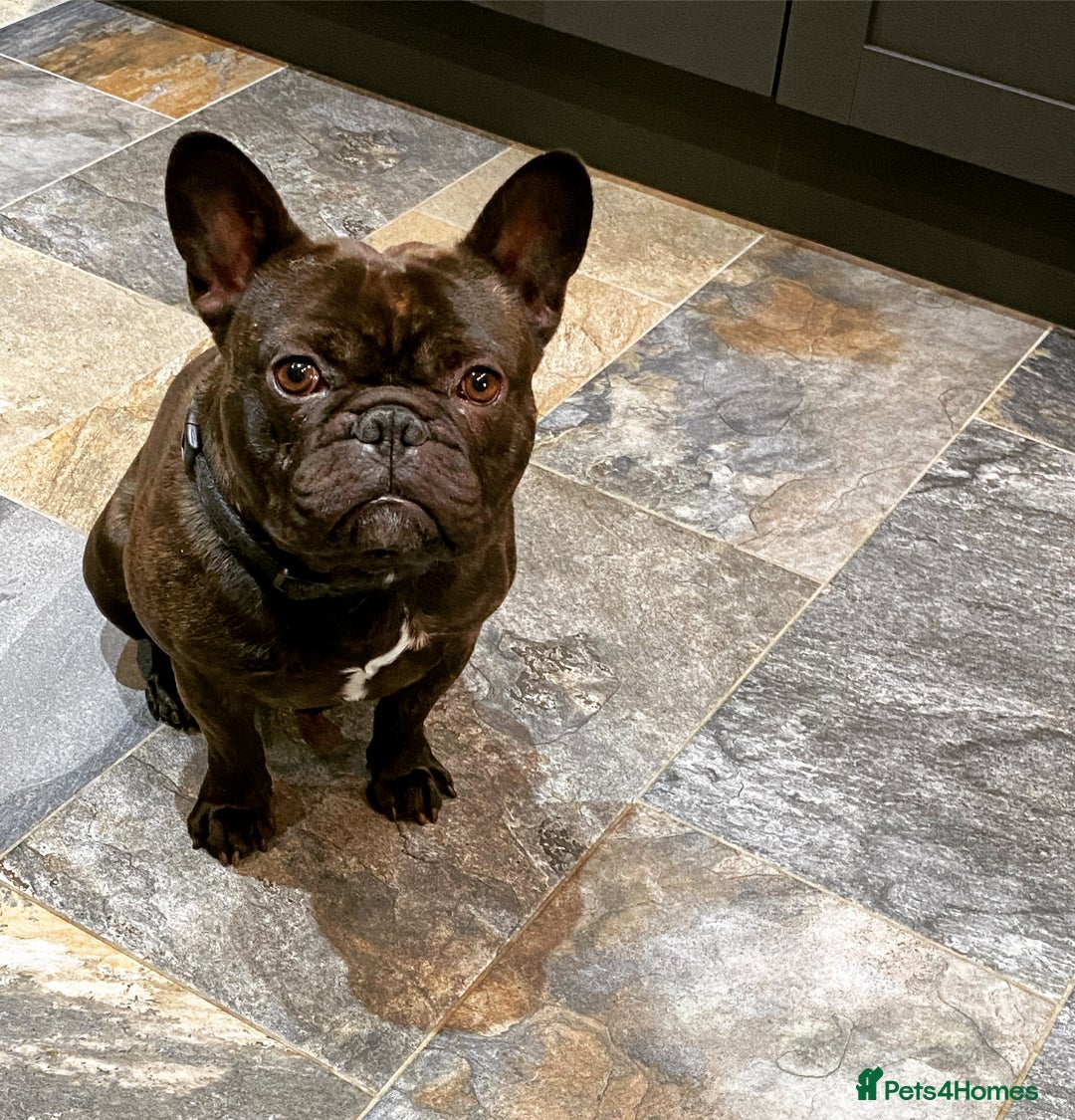 French Bulldog dogs for sale: Rehoming - 8 year old French Bulldog - Image 1