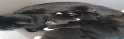 British Shorthair cats for sale: Kittens for sale - Advert 2