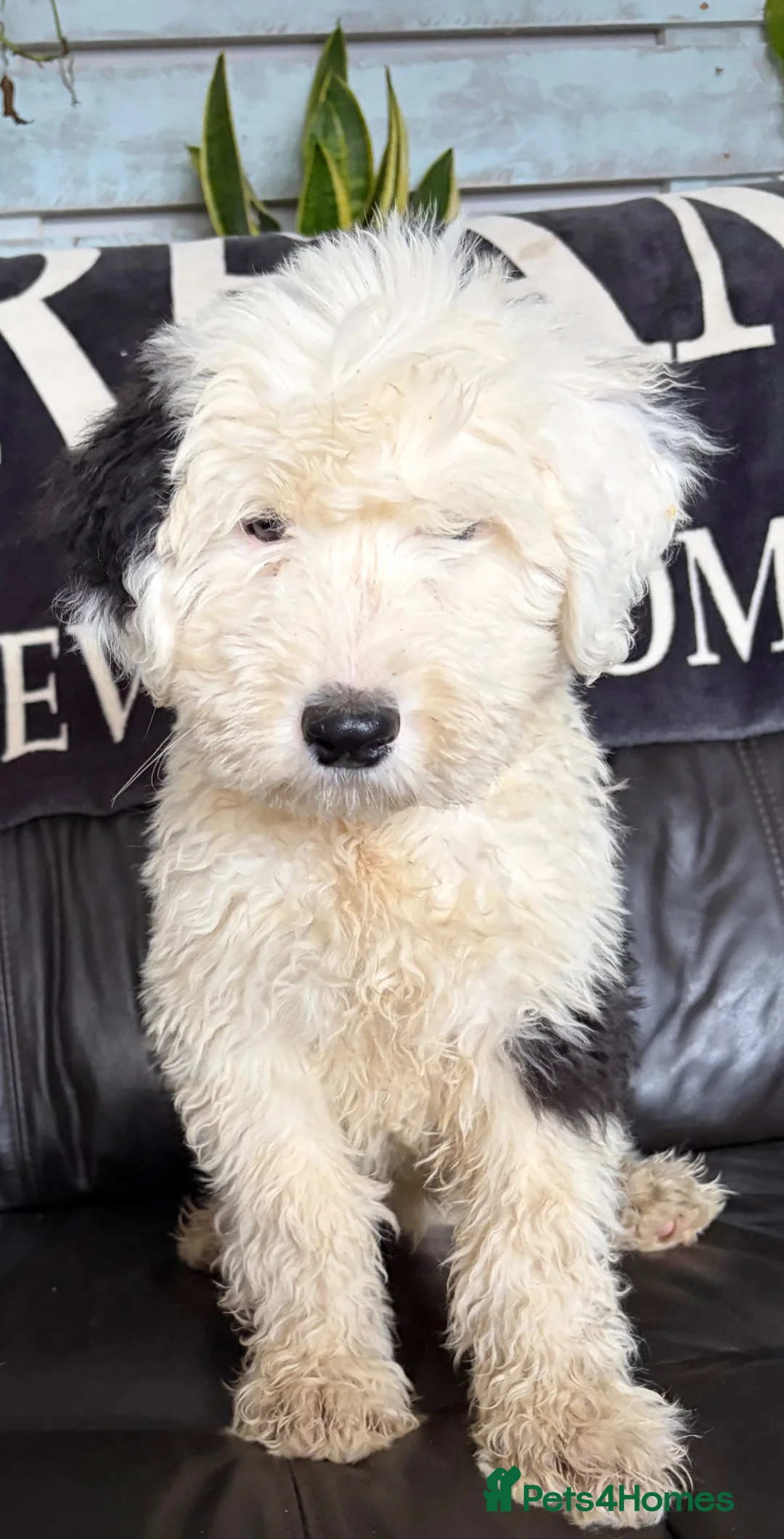 Old English Sheepdog dogs for sale: Kc Registered Old English Sheepdogs  - Advert 1