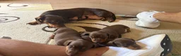 Dachshund dogs for sale: Smooth Dachshund Pups - Dapple & Brown/Tan - Devon - Advert 4