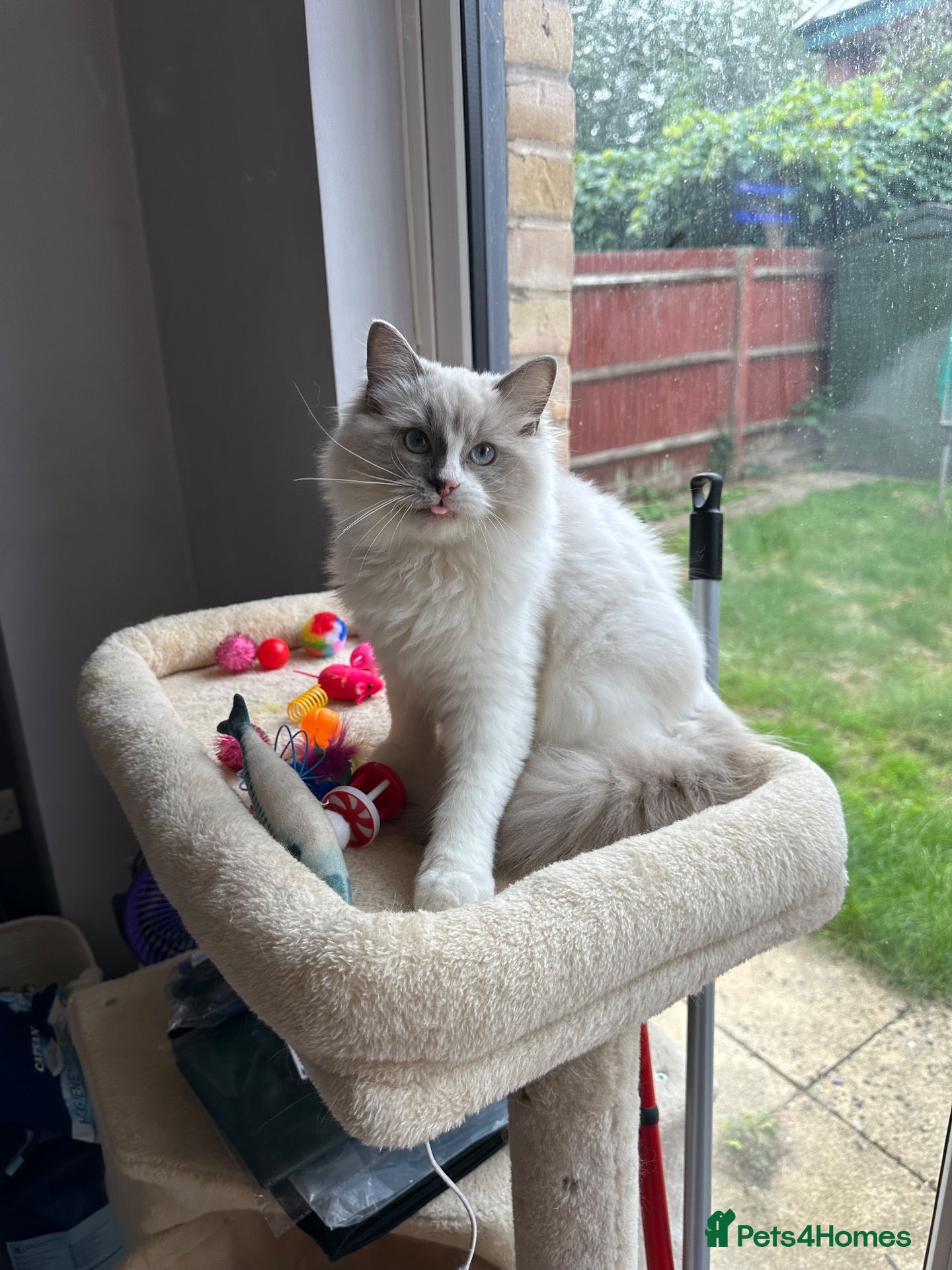 Ragdoll cats  TICA Quality Beautiful ragdoll kittens 😻🌟 - Advert 3